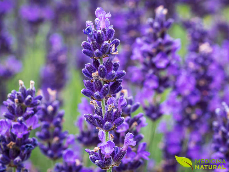 Lavanda - Lavandula angustifolia