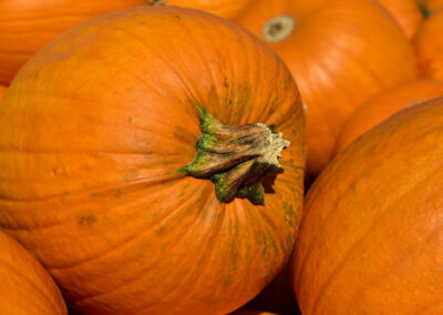 Abóbora - Cucurbita pepo