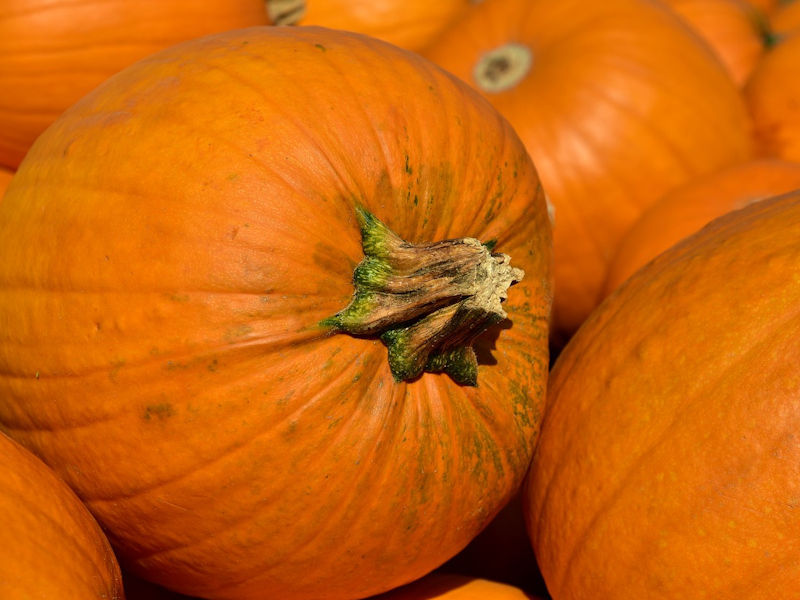 Abóbora - Cucurbita pepo