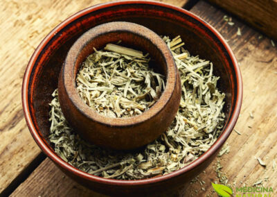 Absinto (Artemisia absinthium)