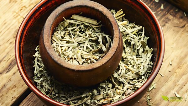 Absinto - Artemisia absinthium