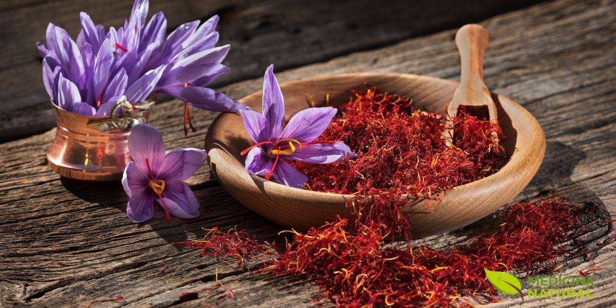 Visão detalhada da planta de açafrão (Crocus sativus) com seus preciosos estigmas vermelhos, a parte medicinal utilizada há milênios. Estes fios carmesim contêm uma concentração única de compostos antidepressivos naturais que atuam modulando neurotransmissores como serotonina, dopamina e noradrenalina, oferecendo uma alternativa natural e eficaz para o tratamento da depressão.