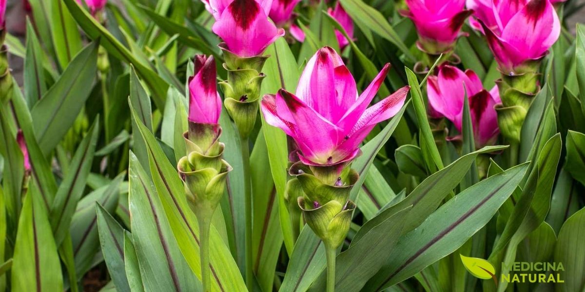 A RENISUS incluiu a cúrcuma devido às evidências robustas de ação anti-inflamatória e antioxidante. No SUS, representa uma opção terapêutica de baixo custo para condições inflamatórias crônicas, podendo reduzir a dependência de anti-inflamatórios não esteroidais e seus riscos gástricos.