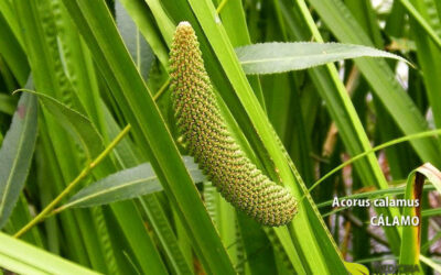 Acorus calamus (ÁCORO; CÁLAMO; VACHA)