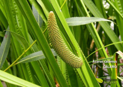 Acorus calamus - ÁCORO, CÁLAMO, VACHA