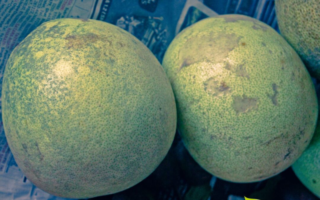 Aegle marmelos (BAEL, BILVA)