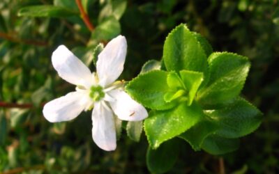 Agathosma betulina (BUCHU; DIOSMA)