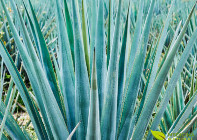 Agave-azul - Agave tequilana
