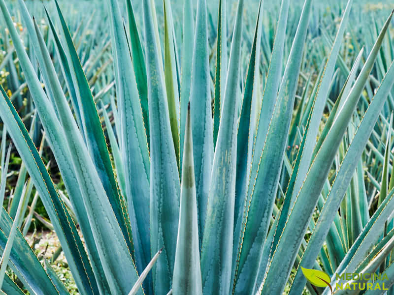 Agave-azul - Agave tequilana