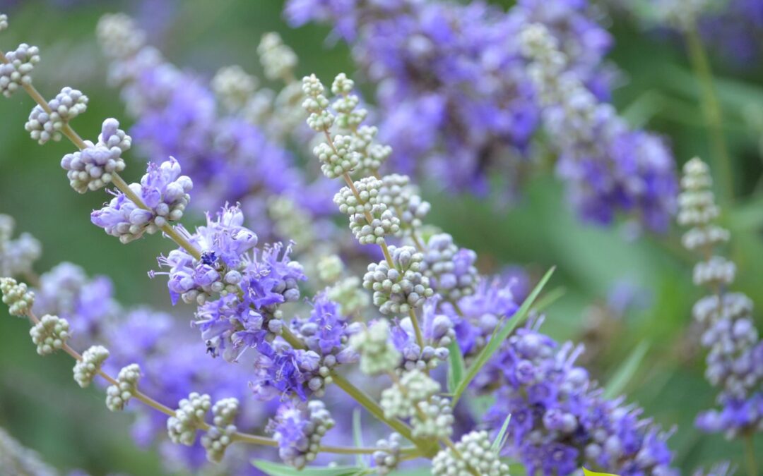 Agnocasto (vitex): saiba para que serve