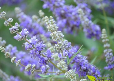 Vitex-agnus-castus - AGNOCASTO