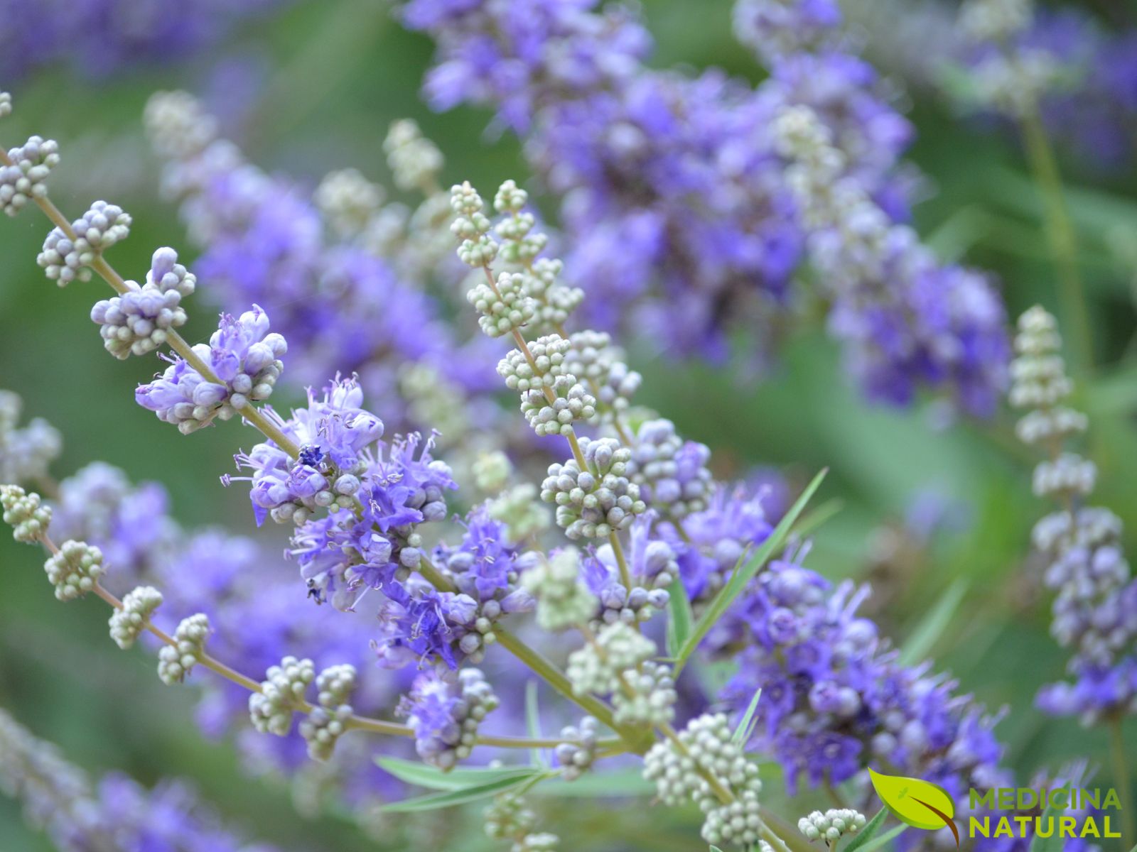 Agnocasto - Vitex-agnus-castus