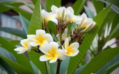 Agoniada (Plumeria): saiba para que serve