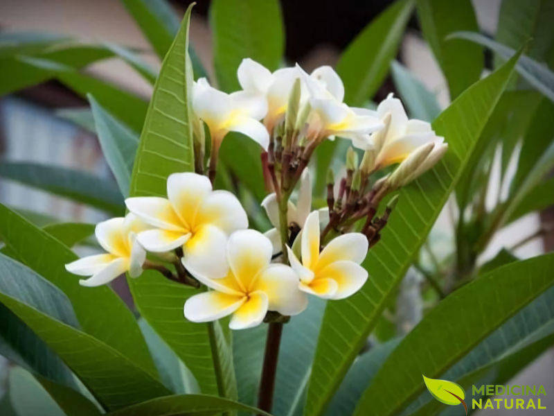 Agoniada - Plumeria lancifolia