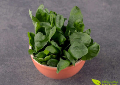 Agrião - Nasturtium officinale