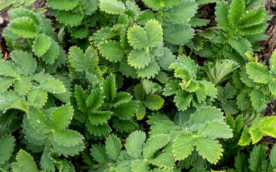 Agrimônia: saiba para que serve o chá