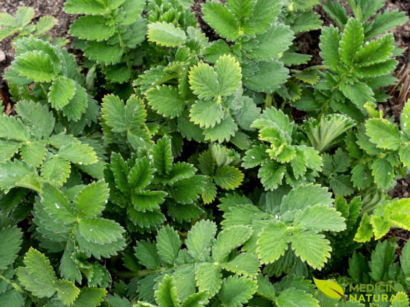 Agrimônia - Agrimonia eupatoria