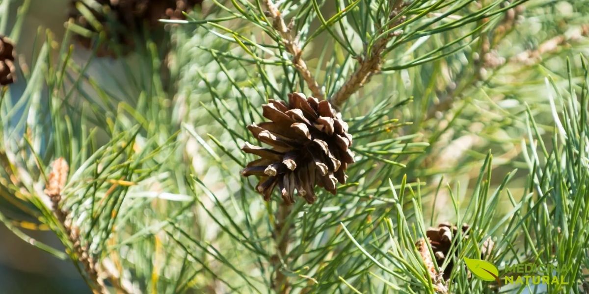 Os cones do pinheiro-silvestre são pequenos e cônicos, medindo de 3 a 7 centímetros de comprimento. Quando maduros, adquirem uma cor marrom-acinzentada e se abrem para liberar as sementes aladas. Esses cones contêm resina rica em compostos terapêuticos e são tradicionalmente usados em preparações medicinais, especialmente para problemas respiratórios e como expectorante natural.