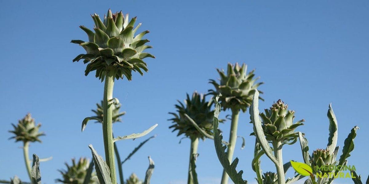 A RENISUS incluiu a alcachofra por sua eficácia na redução do colesterol e proteção hepática. No SUS, o fitoterápico de alcachofra é prescrito para dislipidemia leve, oferecendo alternativa natural antes da introdução de estatinas, com menor custo e menos efeitos adversos.