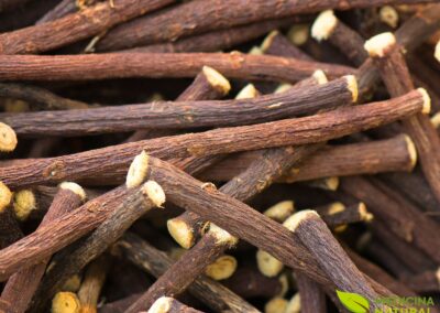 Alcaçuz - Glycyrrhiza glabra