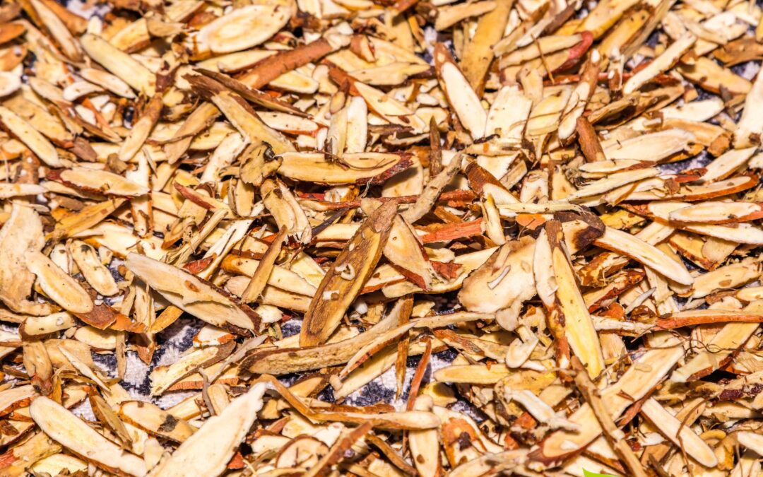 Glycyrrhiza uralensis – ALCAÇUZ-CHINÊS