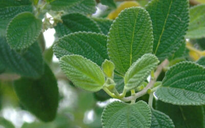 Alecrim-pimenta: saiba para que serve