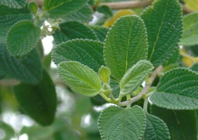 Alecrim-pimenta - Lippia sidoides