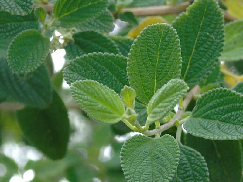 Alecrim-pimenta - Lippia sidoides