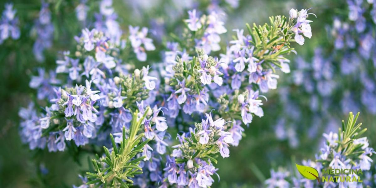 Flores delicadas de alecrim (Rosmarinus officinalis) em tonalidade roxa-azulada, mostrando a beleza desta planta medicinal. O óleo essencial extraído das folhas e flores do alecrim demonstrou eficácia comparável ao minoxidil 2% no tratamento da alopecia androgenética, com a vantagem adicional de não causar irritação no couro cabeludo.