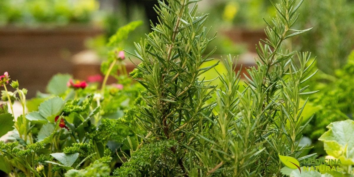 Planta vigorosa de alecrim (Rosmarinus officinalis) crescendo exuberantemente, exibindo suas folhas verde-escuras em forma de agulha e aroma inconfundível. Esta erva aromática mediterrânea é muito mais do que um tempero culinário: é um poderoso aliado para a saúde mental e cognitiva. Rico em compostos bioativos como ácido rosmarínico, carnosol e 1,8-cineol, o alecrim demonstra propriedades neuroprotetoras, antioxidantes e ansiolíticas em estudos científicos. Seu óleo essencial e extratos são utilizados para melhorar o humor, reduzir o estresse, aumentar o foco mental e apoiar o tratamento natural da depressão e ansiedade.