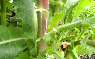 Alface-selvagem: saiba para que serve