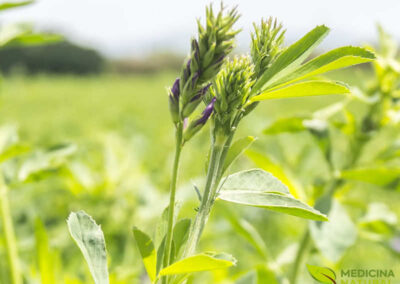 Alfafa - Medicago sativa