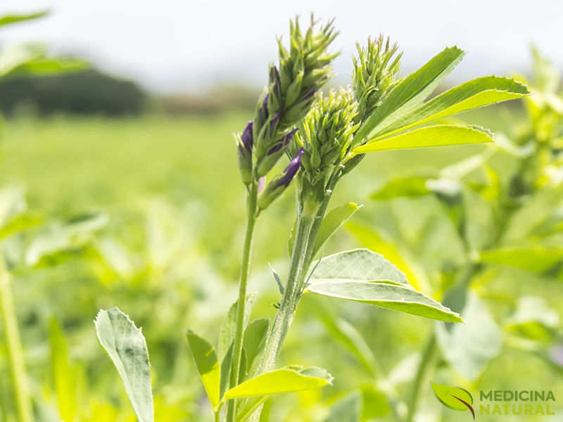 Alfafa - Medicago sativa