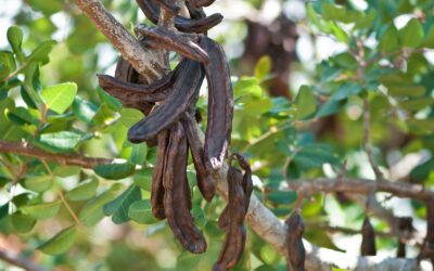 Ceratonia siliqua – ALFARROBEIRA; ALFARROBA, CAROB
