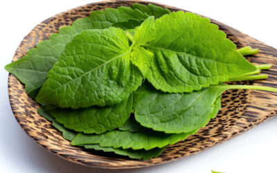 Alfavaca: saiba para que serve a planta