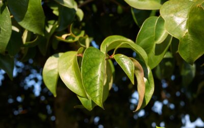 Ligustrum lucidum (ALFENEIRO; LIGUSTRO)