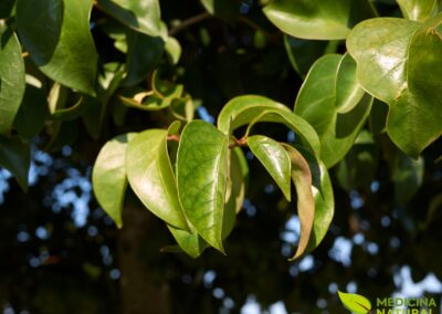 Alfeneiro - Ligustrum lucidum