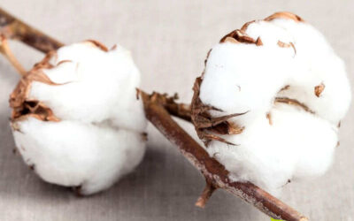 Algodão: saiba para que serve o chá
