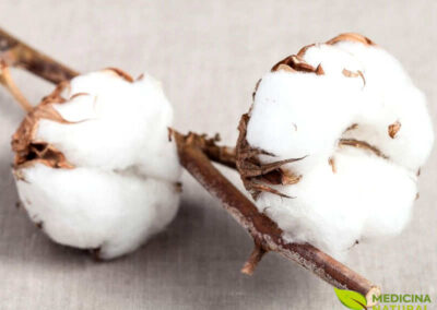 Algodão (algodoeiro) - Gossypium hirsutum