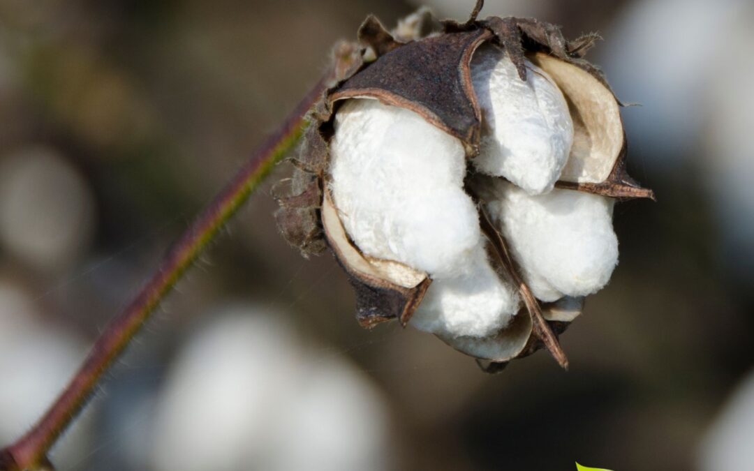 Gossypium hirsutum – ALGODÃO; ALGODOEIRO