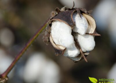 Gossypium hirsutum - ALGODÃO; ALGODOEIRO
