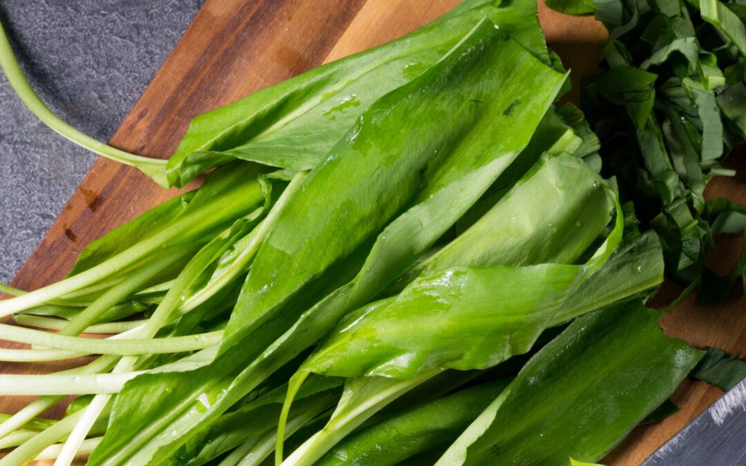 Allium ursinum – ALHO-DE-URSO