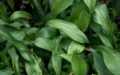 Alisma plantago-aquatica (WATER PLANTAIN)