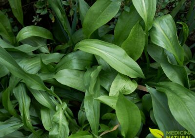 Alisma plantago-aquatica - WATER PLANTAIN