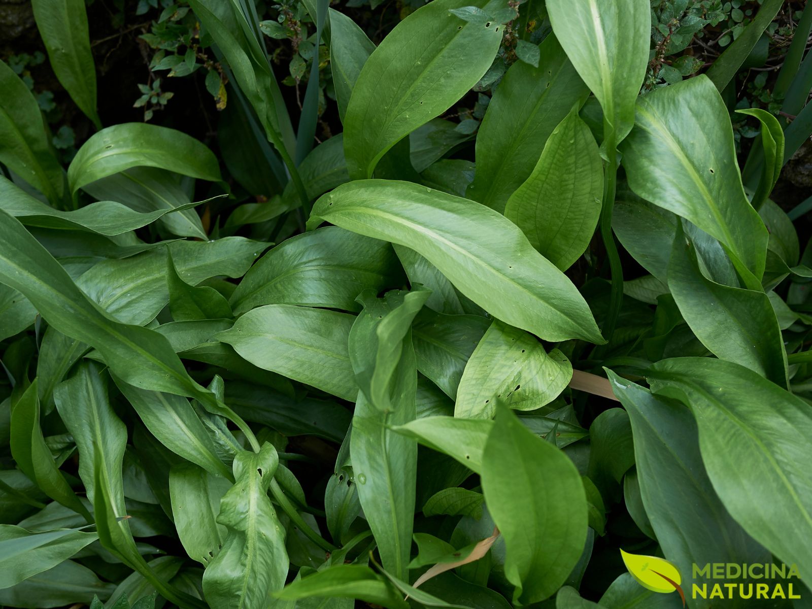 Alisma plantago-aquatica - WATER PLANTAIN