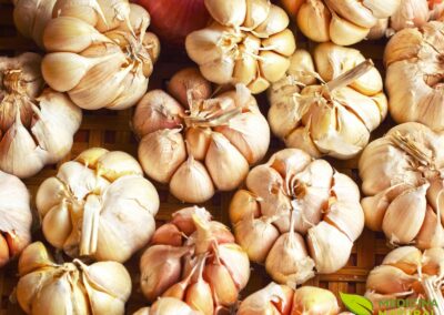 Allium sativum - ALHO