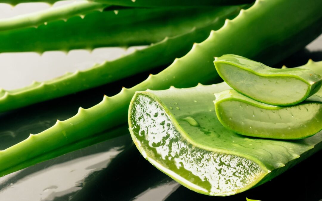 Aloe vera: saiba para que serve a planta