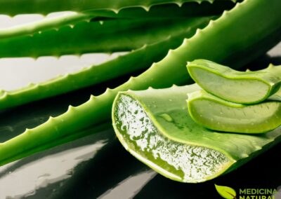 Aloe vera - Babosa