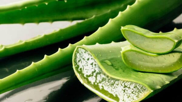 Aloe vera - Babosa