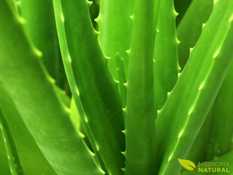 Aloe vera - Babosa